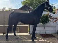 Yegua, Dutch warmblood horse — foto 3