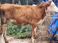 بقرة, Simmental cattle — الصورة 1