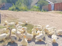 Ducks — الصورة 4