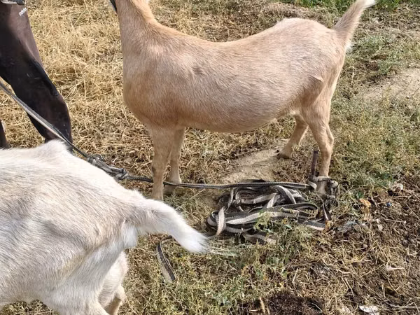 Ziege, Saanen goat — Kasachstan