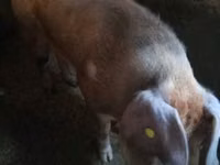 Eber, Schweine — Foto 1