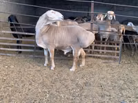 Ram, Sheep — photo 3