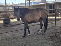 Stute, Thoroughbred horse — Foto 2