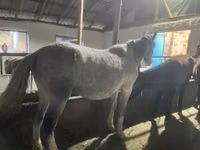 母马, Horses — 照片 5
