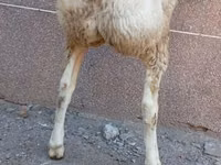 Widder, Arashan sheep — Foto 3