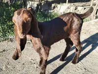 Ziege, Kamori goats — Foto 1