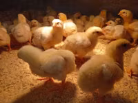 Chickens — फ़ोटो 1