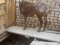 मेढ़ा, Arashan sheep — फ़ोटो 1