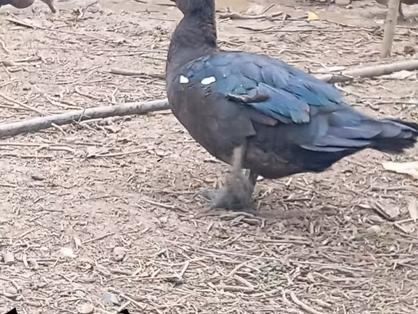 Өрдөктөр