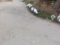 Turkeys — الصورة 3