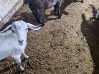 Ziegenbock, Alpine goat — Foto 8