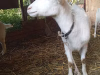 Ziege, Saanen goat — Foto 2