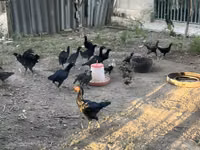 Chickens — Foto 8