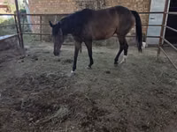Stute, Thoroughbred horse — Foto 1