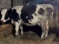 गाय, Russian Black pied cattle — फ़ोटो 2