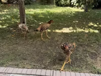 Chickens — Foto 3