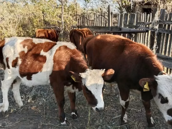 公牛, Simmental cattle — 哈萨克斯坦