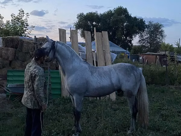 Hengst, Orlov Trotter