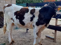 Kuh, Simmental cattle — Foto 1