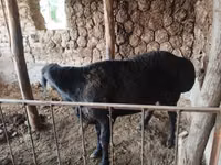 Widder, Red Karaman sheep — Foto 4