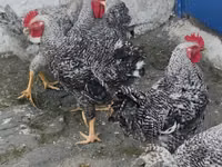 Chickens — Foto 1