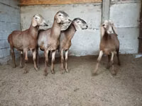Carnero, Rhon sheep — foto 7