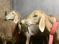 Schaf, Arashan sheep — Foto 2