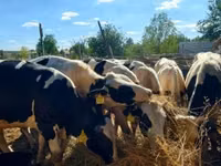 Bulle, Russian Black pied cattle — Foto 1