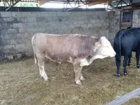 Bulle, Simmental cattle — Foto 1