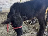 Kuh, Latvian Blue cattle — Foto 8