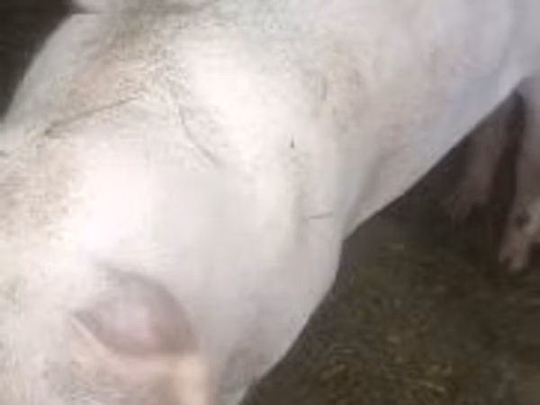 Boar, Pigs