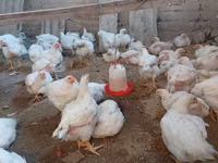 Chickens — Foto 4