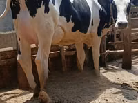 母牛, Holstein breed — 照片 2
