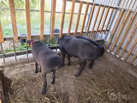 Widder, Hissar sheep — Foto 3