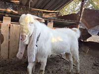Ziegenbock, Gulabi goats — Foto 5