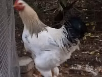 Chickens — الصورة 3
