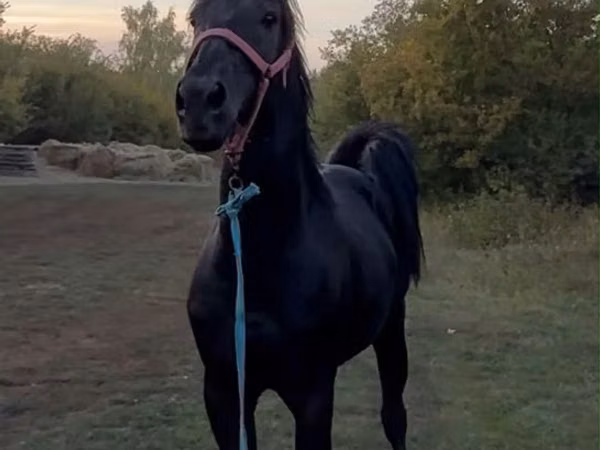 Ат, Аттар — Казакстан