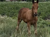 Yegua, Horse breed — foto 5