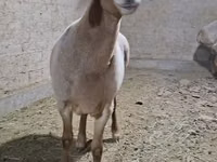 كبش, الأغنام — الصورة 6