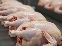 Chickens — 照片 2