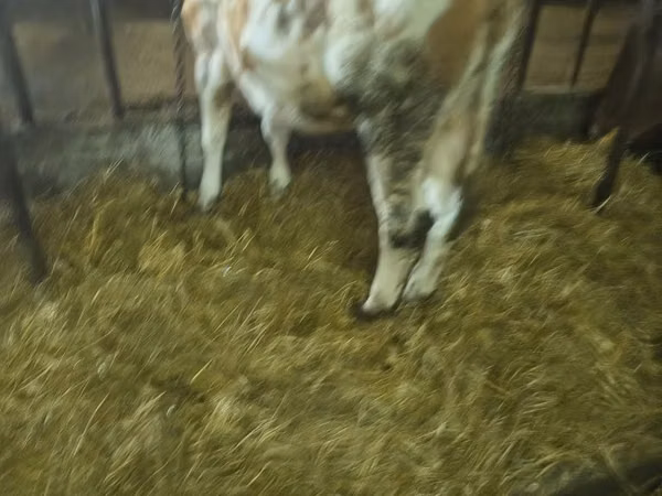 Kuh, Simmental cattle