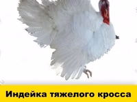 Chickens — الصورة 2