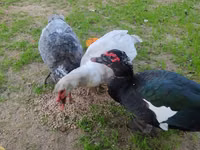 Guinea fowl — Foto 2