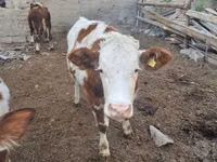 Buqa, Simmental cattle — 4-rasm