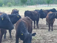 公牛, Aberdeen-Angus — 照片 6