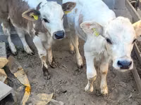 Toro, Swiss cattle — foto 1