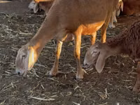 نعجة, Arashan sheep — الصورة 5