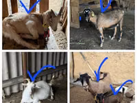 Cabro, Cabras — foto 2