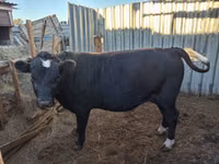 Sigir, Aberdin – Angus — 1-rasm