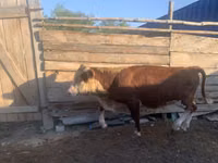 ثور, Simmental cattle — الصورة 3